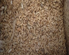 A Grade Quality Wheat for sale in Dausa