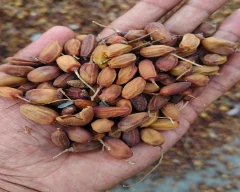 Normal Neem Seed for sale in Kachchh