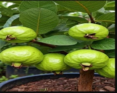 Normal Guava for sale in Pune