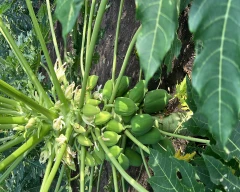 Red Lady Taiwan 786 Papaya for sale in Bhilwara