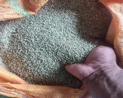 Normal Millet for sale in East Kameng