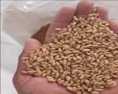 Lokwan Wheat for sale in Beed