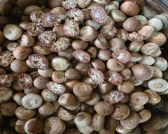 Manglori Arecanut for sale in Indore