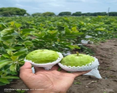 Taiwan Pink Guava for sale in Osmanabad