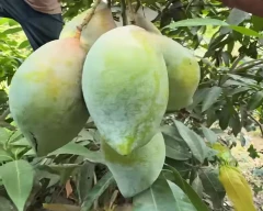 Totapuri Mango for sale in Chittoor