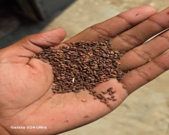 A Grade Quality Sesame for sale in Murshidabad