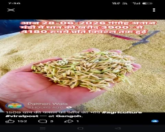 1509 Paddy for sale in Saharanpur