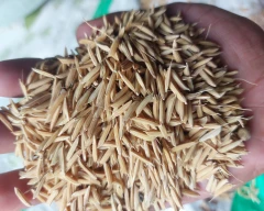 A Grade Quality Paddy for sale in Dewas