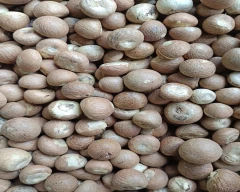 Dried Arecanut for sale in Alipurduar