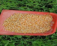 A Grade Quality Maize for sale in Haveri