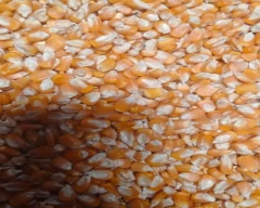 A Grade Quality Maize required in Raipur