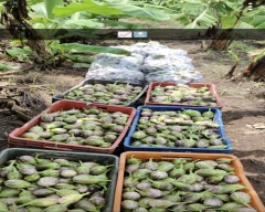 Normal Brinjal for sale in Jalgaon