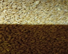 Normal Wheat for sale in Hanumangarh