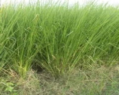 Normal Vetiver Roots for sale in Bhojpur
