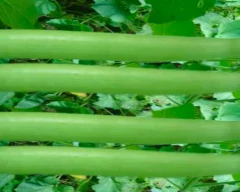 Normal Bottle Gourd for sale in Sitapur