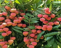 Normal Litchi for sale in Murshidabad