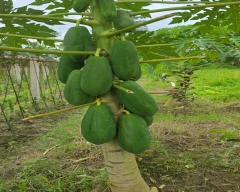 Red Lady Taiwan 786 Papaya for sale in Dhemaji