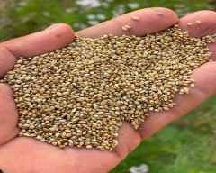 A Grade Quality Bajra for sale in Dhule