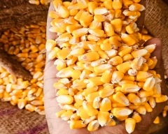 B Grade Quality Maize for sale in Farrukhabad