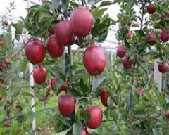 Royal Apple for sale in Anantnag