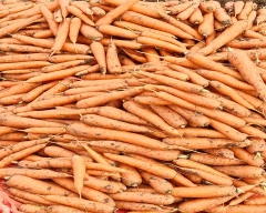 Zubera Carrot for sale in Surat