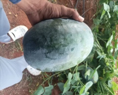 Hybrid Watermelon for sale in Chitradurga