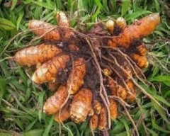 Normal Ajwain required in Annamayya