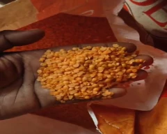 Indian Masoor Dal for sale in Chandrapur