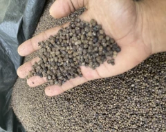 Black Pepper for sale in Malappuram