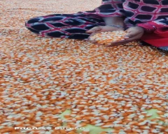 A Grade Quality Maize for sale in Bapatla