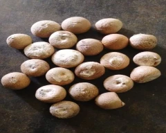 Mangala Arecanut for sale in Coimbatore