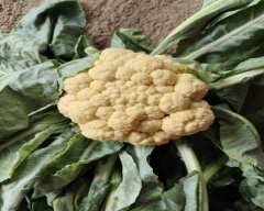 Hybrid Cauliflower for sale in Pune