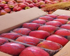 Fuji Apple for sale in Gurugram (Gurgaon)