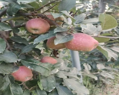 Gala Schnico Red Apple for sale in Shopian