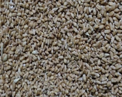 A Grade Quality Wheat for sale in Amroha
