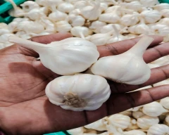 A Grade Quality Garlic for sale in Thane