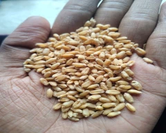 Shree Ram 303 Wheat for sale in Rohtas