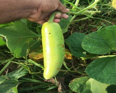 Normal Bottle Gourd for sale in Agra