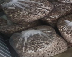 Normal Cashew for sale in Ratnagiri