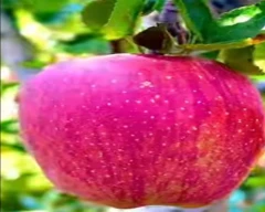Kashmiri Apple for sale in Kachchh