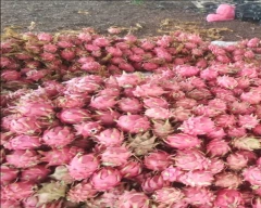 Red Dragon Fruit for sale in Anantapur