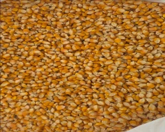 Corn Maize for sale in Jalgaon