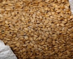 Shree Ram 303 Wheat for sale in Sheohar