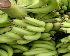 G-9 Banana for sale in Warangal (Rural)