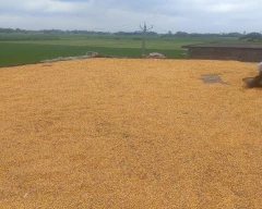 Hybrid Maize for sale in Sambhal