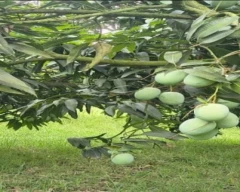 Dashehari Mango for sale in Saran