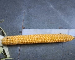 Sweet Corn Maize for sale in Khargone