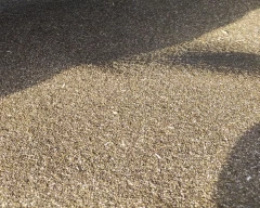 Normal Chia seed for sale in Chittorgarh