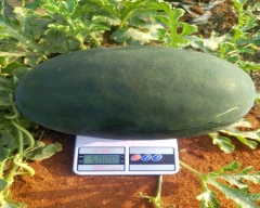 Simba Watermelon for sale in Bagalkot
