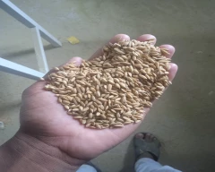 A Grade Quality Paddy for sale in Nizamabad